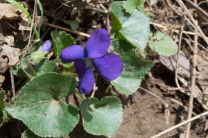 common blue violet
