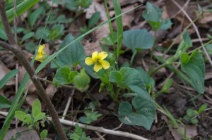 downy yellow violet