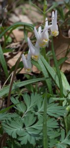 Dutchman's breeches closeup