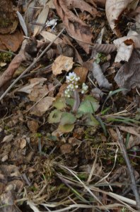 early saxifrage