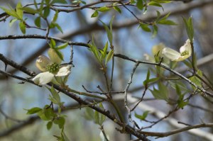 flowering dogwood