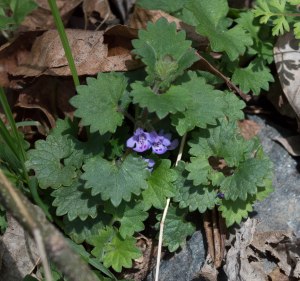 gill-over-the-ground