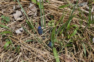 grape hyacinth
