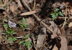 harbinger-of-spring edited