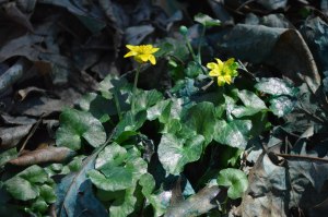 lesser celandine