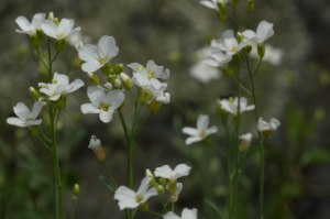 lyre-leaved rock-cress closeup