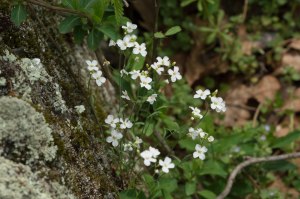 lyre-leaved rock-cress