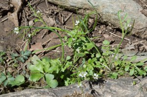 mystery cress
