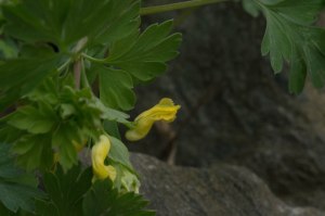 short-spurred corydalis 3
