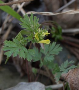 short-spurred corydalis