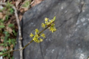 spicebush twig