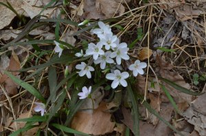 spring beauties clump