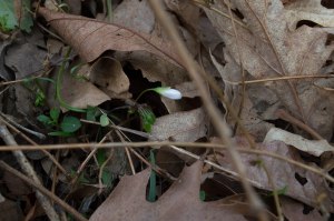 spring beauty emerging