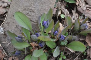 Virginia bluebell in bud