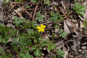 dwarf cinquefoil