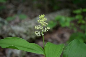 false Solomon's seal 2