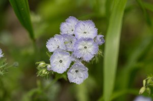 fringed phacelia closeup