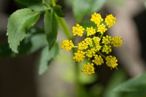 golden alexanders