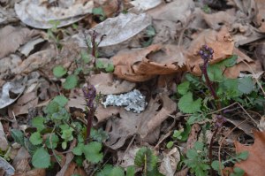 golden ragwort in bud