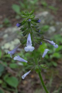 lyre-leaved salvia closeup