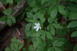 wood anemone