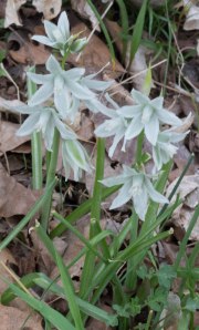 nodding star-of-Bethlehem