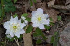 rue anemone duo