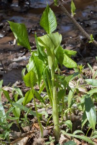 20140421-jack-in-the-pulpit