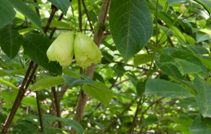 20140519-American bladdernut fruit