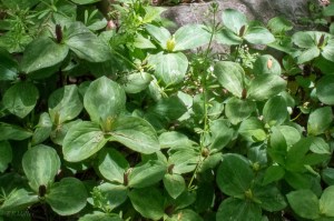 20140503-toadshade yellow form