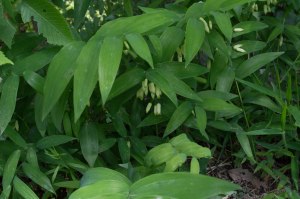 a whole lot of Solomon's seal