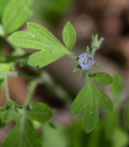 Coville's phacelia extreme closeup
