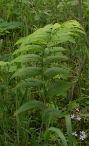 great Solomon's seal 2