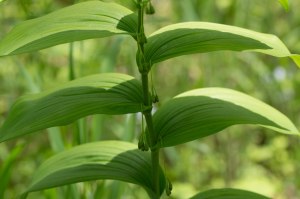 great Solomon's seal closeup