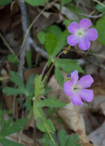wild geranium 2