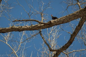 20150227-20150227-_DSC0078