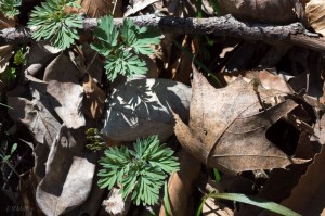 20150401-20150401-_DSC0013