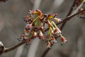 20150401-20150401-_DSC0250