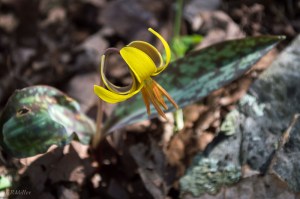 20150406-20150406-_DSC0047