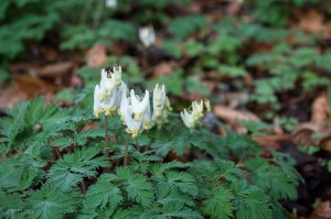 20150407-20150407-_DSC0007