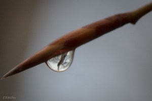 20150407-20150407-_DSC0018