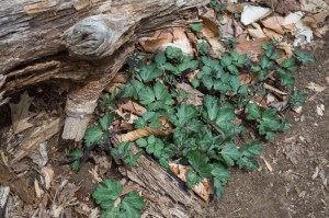 20150407-20150407-_DSC0060