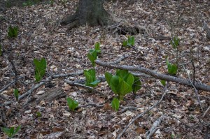 20150407-20150407-_DSC0071