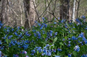 20150416-20150416-_DSC0117