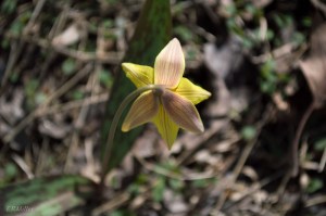 20150416-20150416-_DSC0140