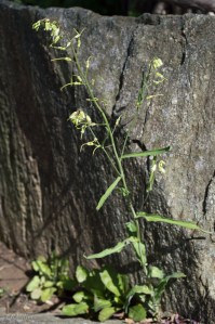 20150416-20150416-_DSC0183