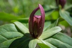 20150416-20150416-_DSC0213