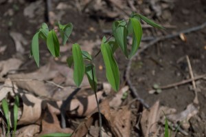 20150416-20150416-_DSC0346