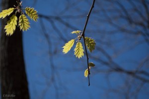 20150416-20150416-_DSC0376