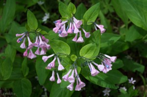 20150416-20150416-_DSC0397